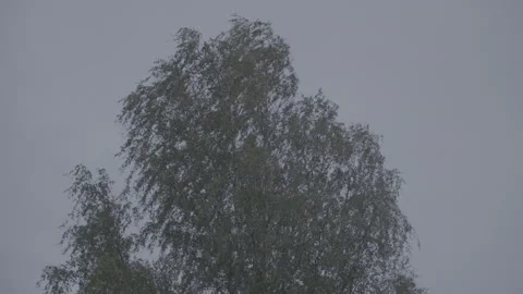 Big Tree Blowing 스톡 동영상 326217840