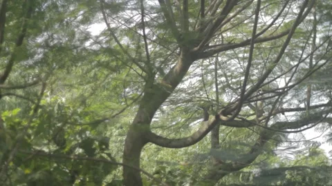 Big Tree Blowing in the Wind Environment Bokeh Stock Footage 233664965