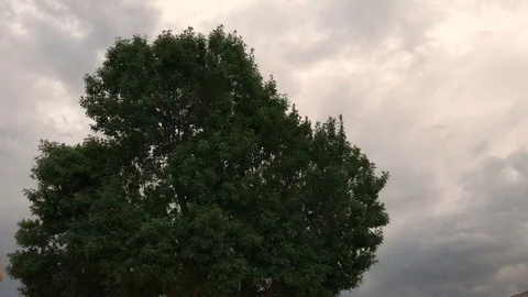 Big Tree Blows In Wind Arizona Stock Footage 120763447