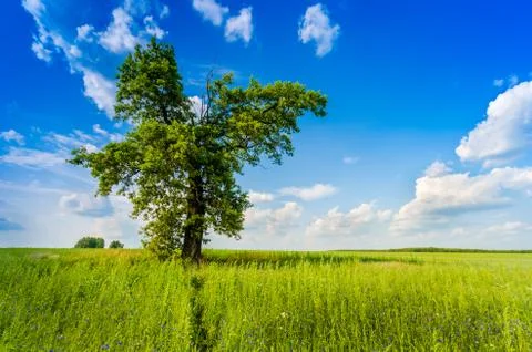 Big tree blue sky and meadow Stock Photos