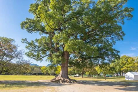 Big tree with blue sky background near Kumamoto castle Foto stock