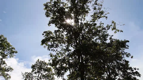 Big tree with blue sky Stock-Footage 26070626