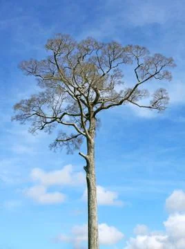 Big tree, blue sky Stock Photos