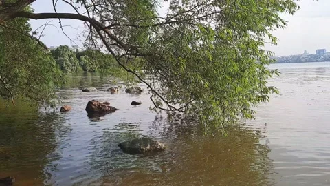A big tree branch above the water in a park Stock Footage 156314242