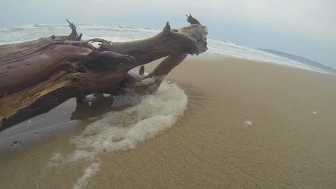 Big tree branch in the beach with a lot of sea foam Stock Footage 107879860