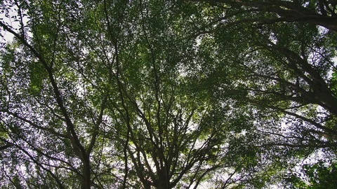 Big tree branch with bird sound Stock Footage 87812168