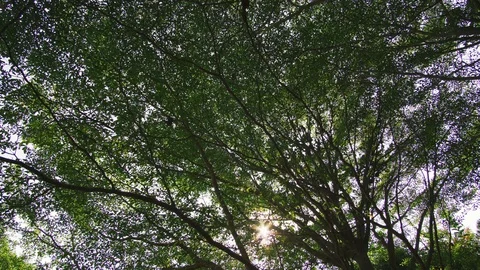 Big tree branch Stock Footage 87813509