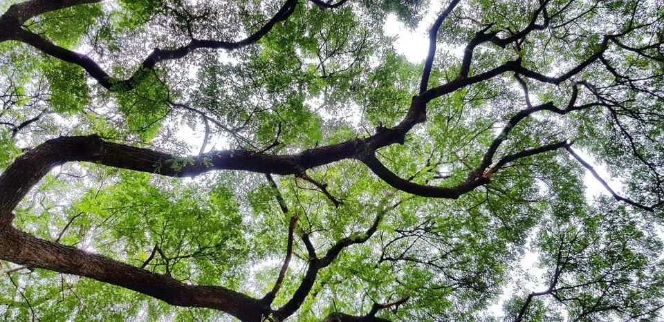 Big tree branch of Giant monkey pod tree with green leaves background Stock Photos