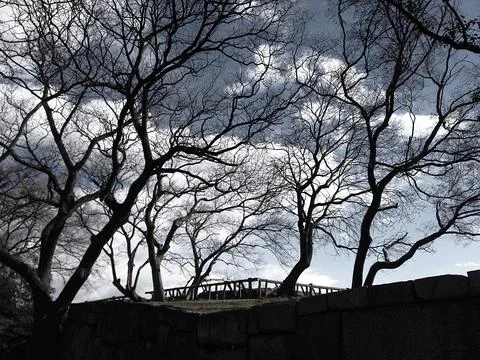 Big tree branch in park with cloud in the sky Stock Photos