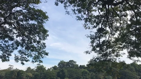 Big Tree Branches at Angkor Wat, Siem Reap Cambodia  IMG 6233 Stock Footage 119495970