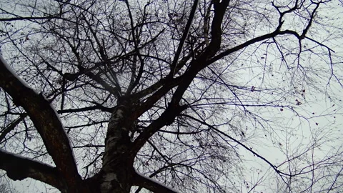 Big tree branches covered with snow against cloudy sky. Video stock 207188228