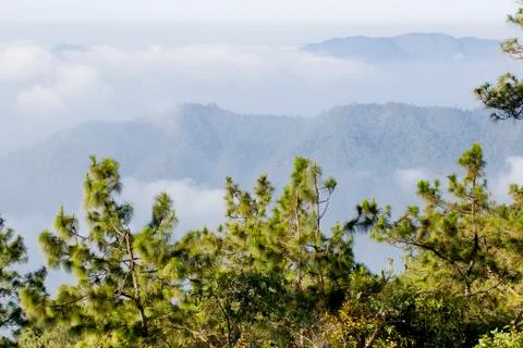 Big tree with branches Stock Photos
