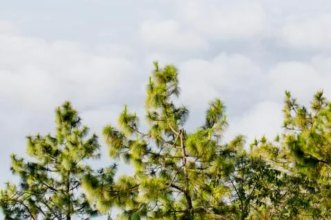 Big tree with branches Stock Photos