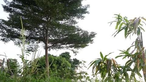 Big tree with bright clouds Stock Photos