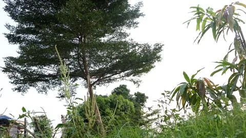 Big tree with bright clouds Stock Photos