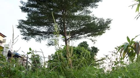 Big tree with bright clouds Stock Photos
