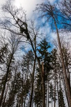 Big tree broken in the middle after a big storm Stockfoto's