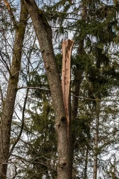 Big tree broken in the middle after a big storm Stock-Fotos