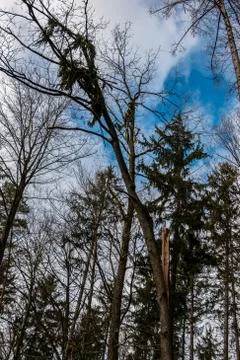 Big tree broken in the middle after a big storm Photos