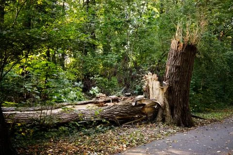 A big tree broken by a strong wind in the park Stock Photos