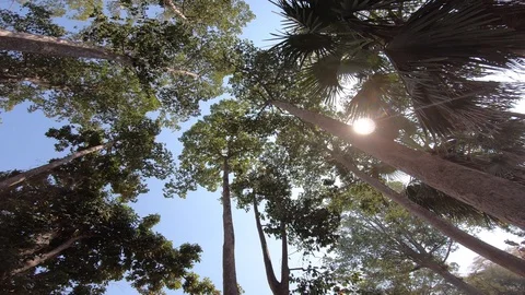 Big tree, camera rotation view Stock Footage 103454468