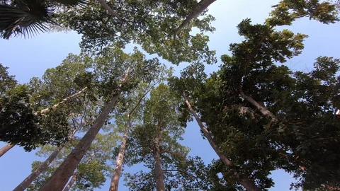 Big tree, camera rotation view Stock Footage 103454511