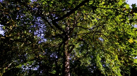 Big tree, camera slides, low angle 動画素材 56079210