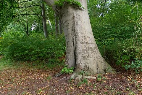 Big tree with characters Stock Photos