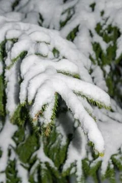 Big tree Christmas tree under snow at night Stock Photos