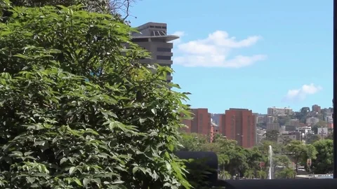 Big tree in the city Stock Footage 83553736