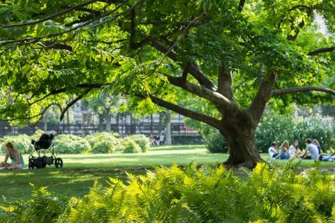 Big tree in city park Stock Photos