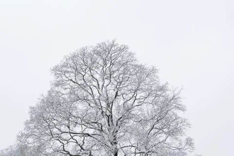 Big tree cloudy sky black and white background Stock Photos