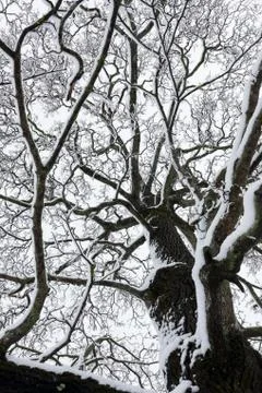 Big tree cloudy sky black and white background Stock Photos