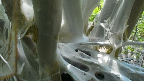 Big tree completely covered in cobweb tissue made by bird-cherry moth larva worm 스톡 동영상 90613711