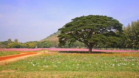Big tree at cosmos flower fields Stock Photos