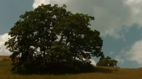 Big Tree in the Countryside Vidéo 53202908