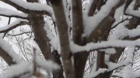Big tree covered with snow Snowy day Stock Footage 149458463