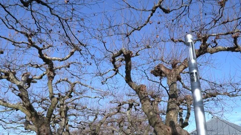 Big tree with crooked branches and trunk Stock Footage 123228965