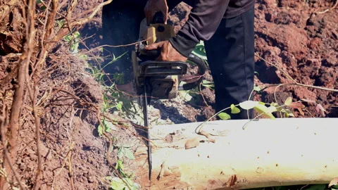 Big tree cutting by electric wood cutting machine, close up hand worker Stock Footage 158488917