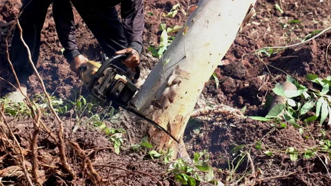 Big tree cutting by electric wood cutting machine, close up hand worker 库存影片 158489309