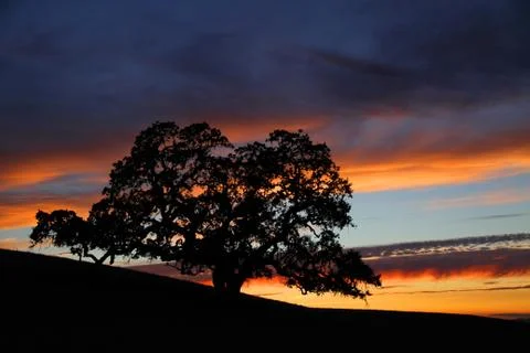 Big tree on a dark background in the evening Stock-Fotos