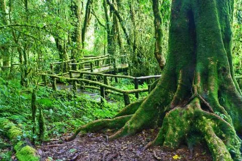 Big tree in deep forest, intanon mountain  thailand Foto stock