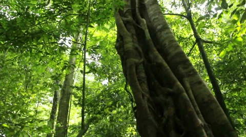 Big tree in deep rain forest, Kabri South of Thailand Stock Footage 37823100