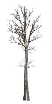 Big tree die isolate on white background Stock Photos