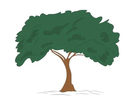 Big tree drawing color, vector, Stock-Illustration