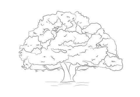 Big tree drawing lines, vector Stock Illustration