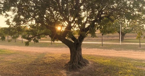 Big tree at the edge of the forest with sunset light Stock Footage 124386036