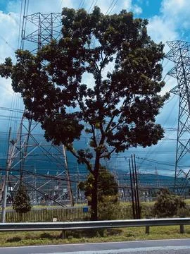 Big tree with electricity on the background Foto stock