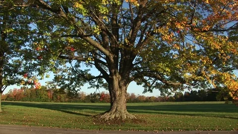 Big tree in the Fall Stock Footage 72572172