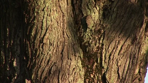 Big tree in the Fall with zoom Stock Footage 72572176